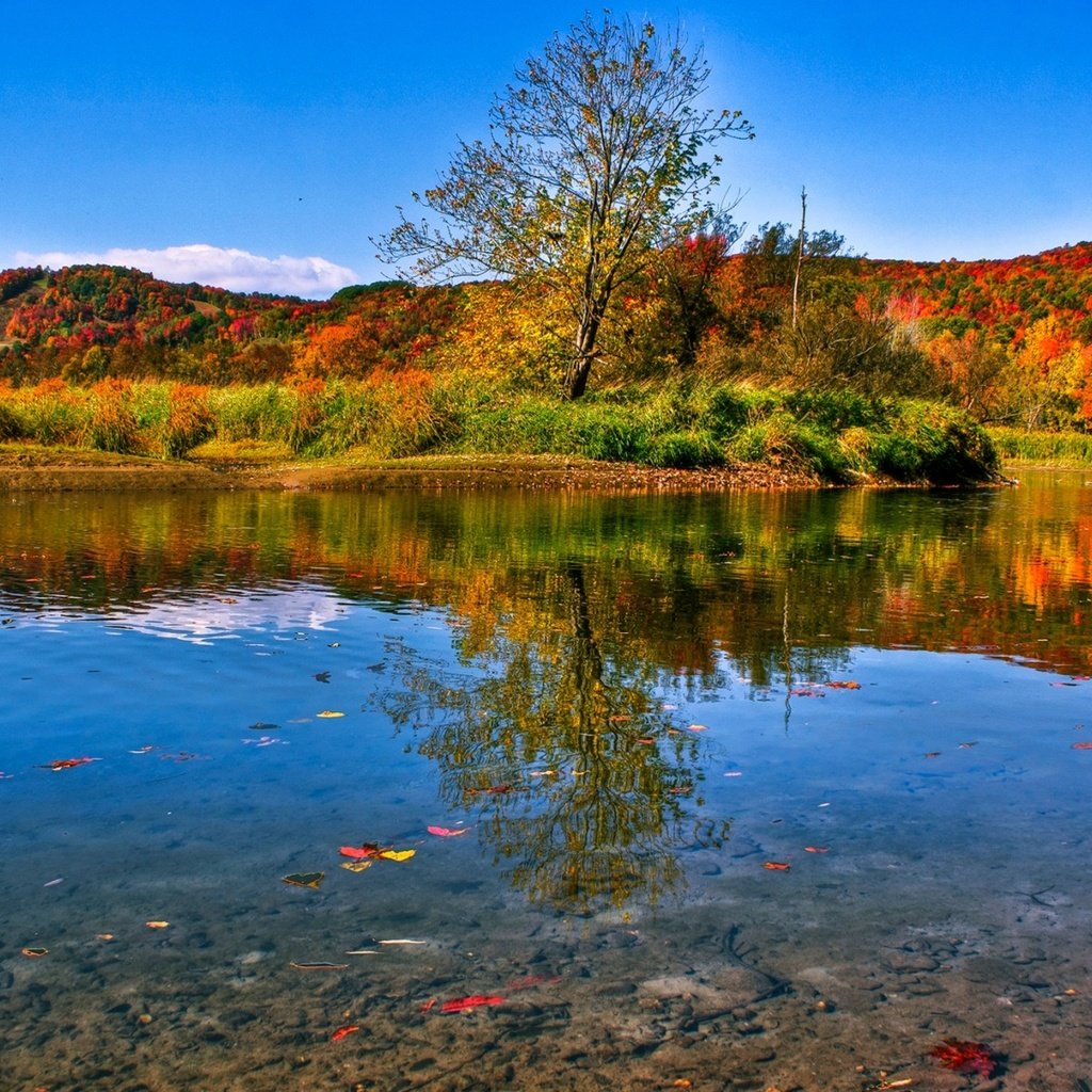 Обои озеро, природа, лес, листья, пейзаж, осень, lake, nature, forest, leaves, landscape, autumn разрешение 1920x1200 Загрузить
