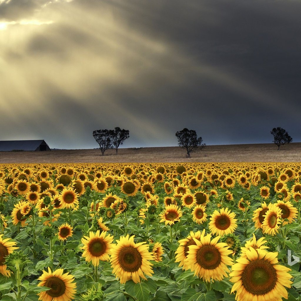 Обои деревья, природа, тучи, лучи, поле, подсолнухи, trees, nature, clouds, rays, field, sunflowers разрешение 1920x1200 Загрузить