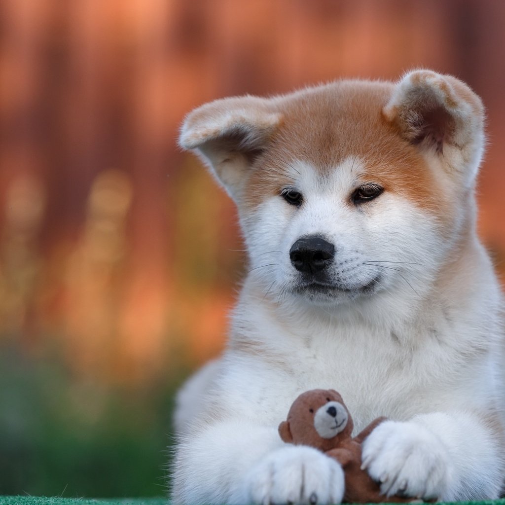 Обои собака, игрушка, щенок, акита-ину, акита, dog, toy, puppy, akita inu, akita разрешение 2880x1800 Загрузить