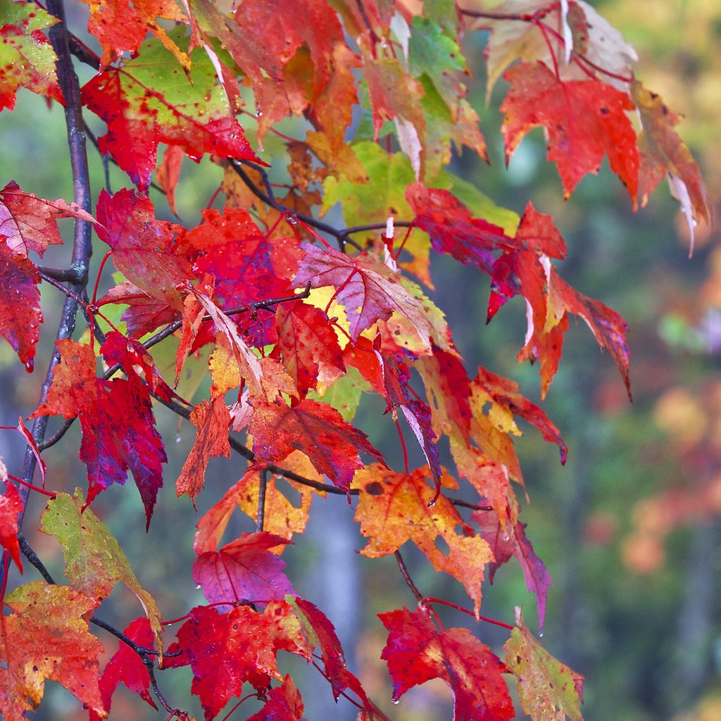 Обои листья, макро, ветки, осень, leaves, macro, branches, autumn разрешение 1920x1200 Загрузить