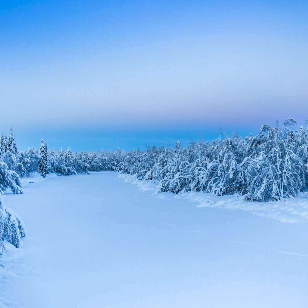 Обои деревья, снег, природа, лес, зима, trees, snow, nature, forest, winter разрешение 1920x1200 Загрузить