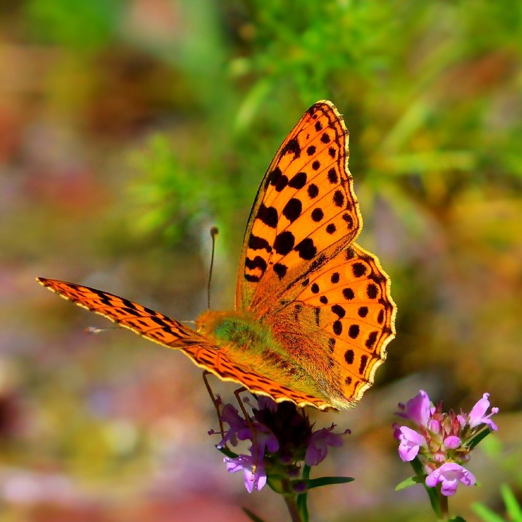 Обои цветы, природа, насекомое, бабочка, крылья, flowers, nature, insect, butterfly, wings разрешение 2723x1756 Загрузить