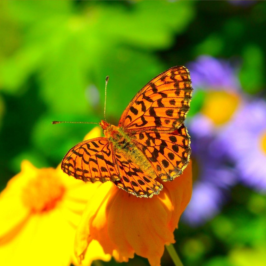 Обои цветы, насекомое, фон, бабочка, крылья, размытость, flowers, insect, background, butterfly, wings, blur разрешение 3002x1875 Загрузить
