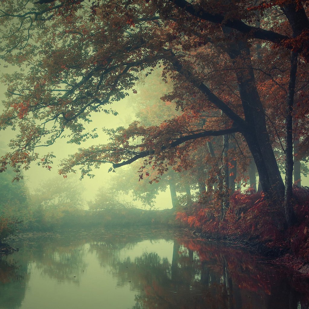 Обои река, природа, лес, туман, осень, river, nature, forest, fog, autumn разрешение 1920x1200 Загрузить