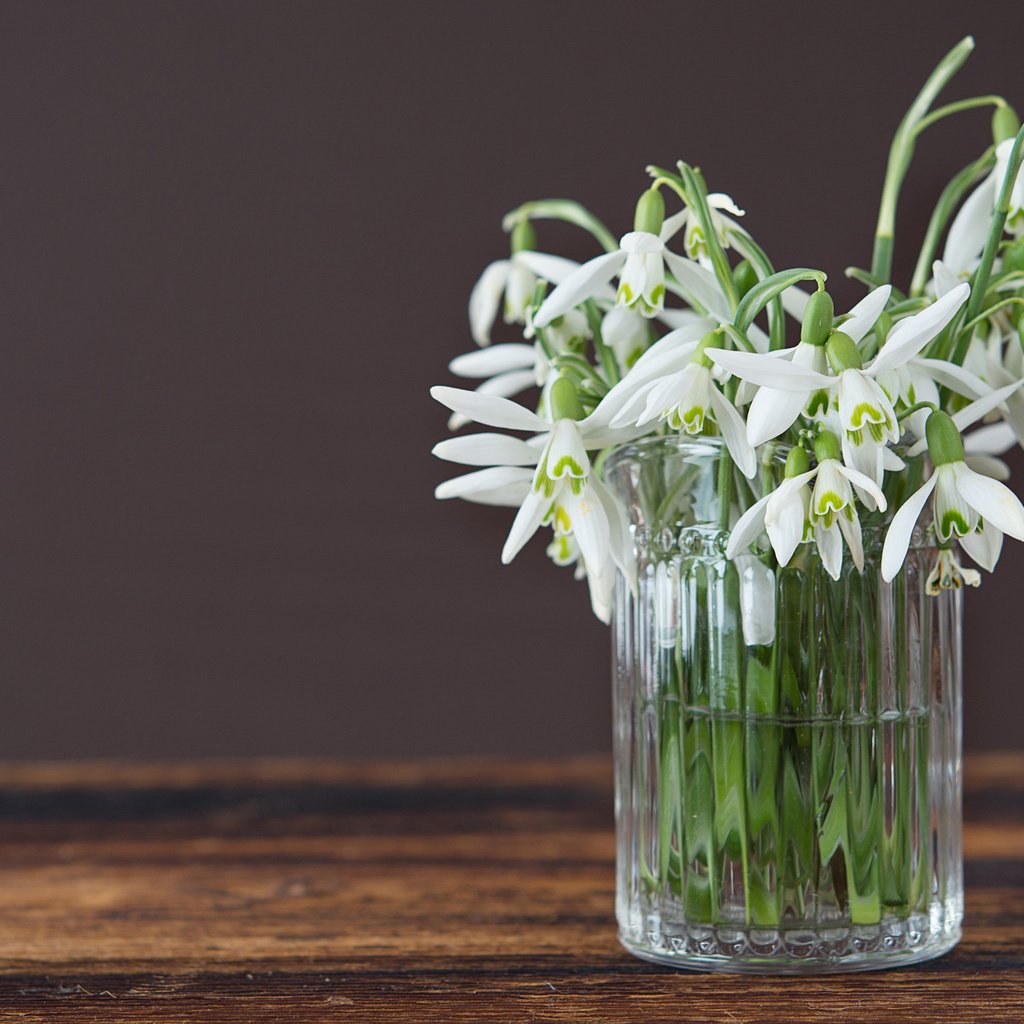 Обои цветы, весна, ваза, подснежники, flowers, spring, vase, snowdrops разрешение 2880x1800 Загрузить