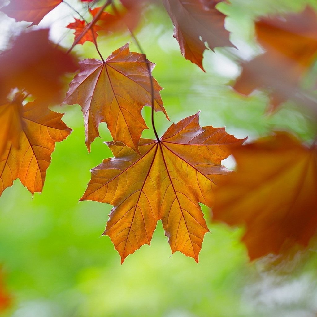 Обои листья, макро, осень, клен, leaves, macro, autumn, maple разрешение 1920x1080 Загрузить