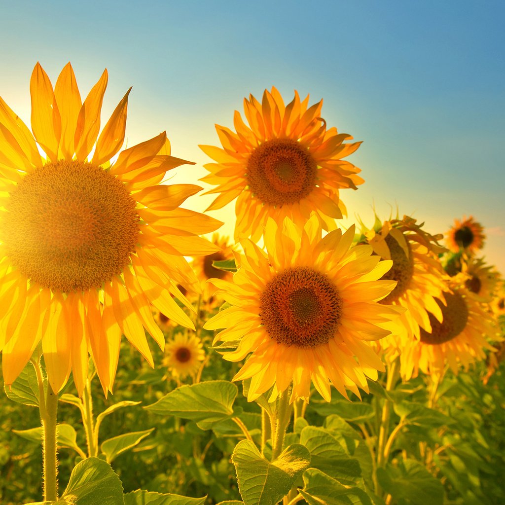 Обои небо, солнце, лучи, лепестки, подсолнухи, желтые цветы, the sky, the sun, rays, petals, sunflowers, yellow flowers разрешение 1920x1200 Загрузить
