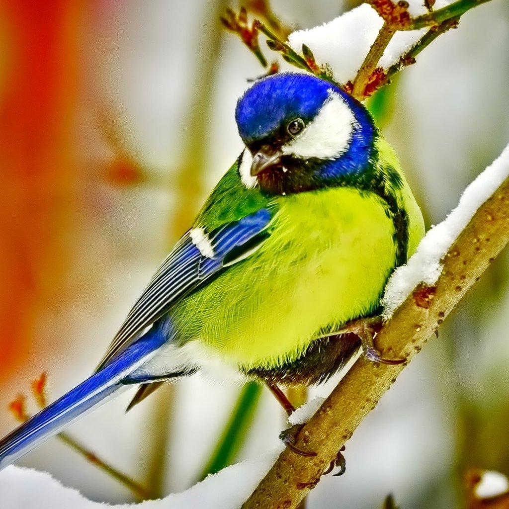 Обои ветка, снег, птица, клюв, перья, синица, branch, snow, bird, beak, feathers, tit разрешение 1920x1200 Загрузить