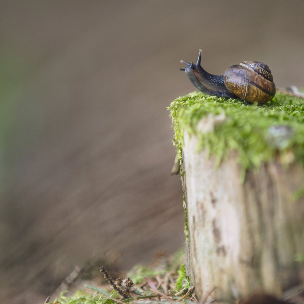 Обои размытость, мох, улитка, пень, blur, moss, snail, stump разрешение 3840x2400 Загрузить