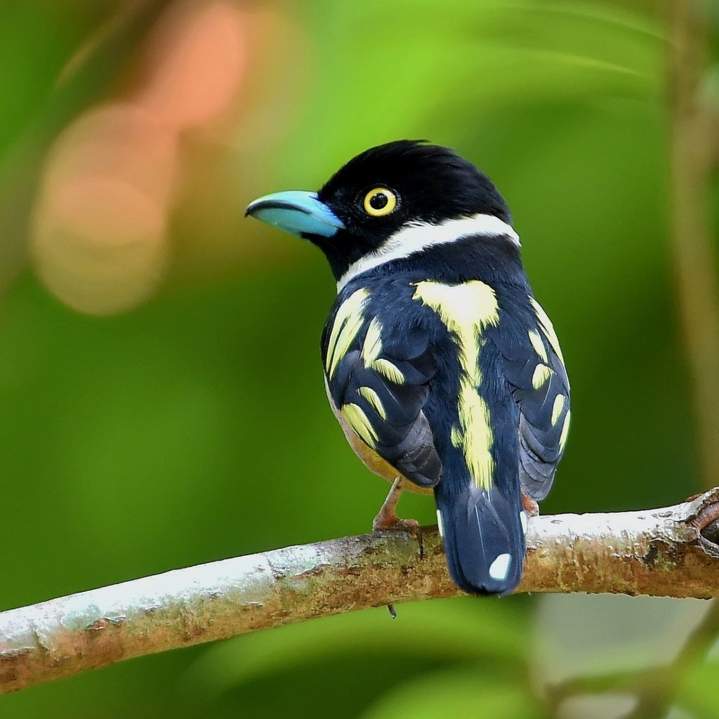 Обои птица, клюв, перья, птица на ветке, broadbill, рогоклюв, bird, beak, feathers, bird on a branch, rageclaw разрешение 1920x1200 Загрузить