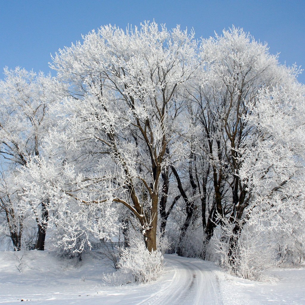 Иней на деревьях к Морозу