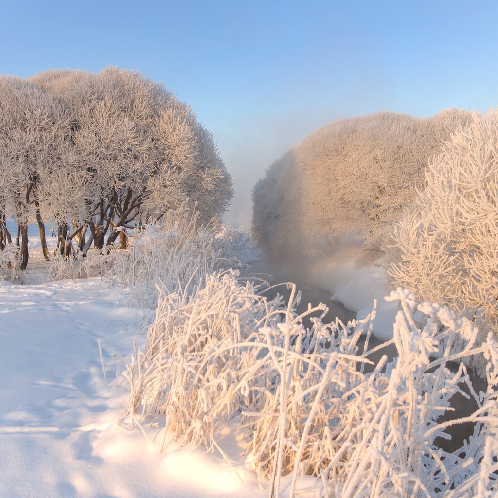 Обои небо, деревья, снег, природа, зима, мороз, иней, эдуард гордеев, the sky, trees, snow, nature, winter, frost, eduard gordeev разрешение 1920x1200 Загрузить