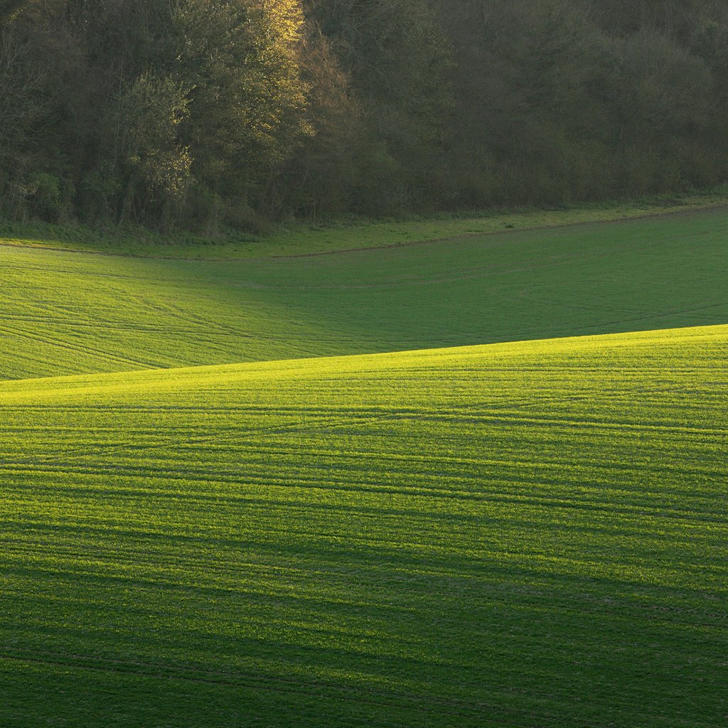 Обои трава, деревья, природа, поле, солнечный день, зеленое поле, grass, trees, nature, field, sunny day, green field разрешение 1920x1200 Загрузить