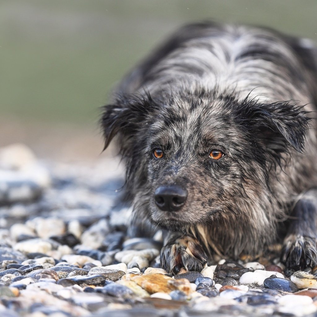 Обои камни, мордочка, взгляд, собака, бордер-колли, stones, muzzle, look, dog, the border collie разрешение 1975x1236 Загрузить