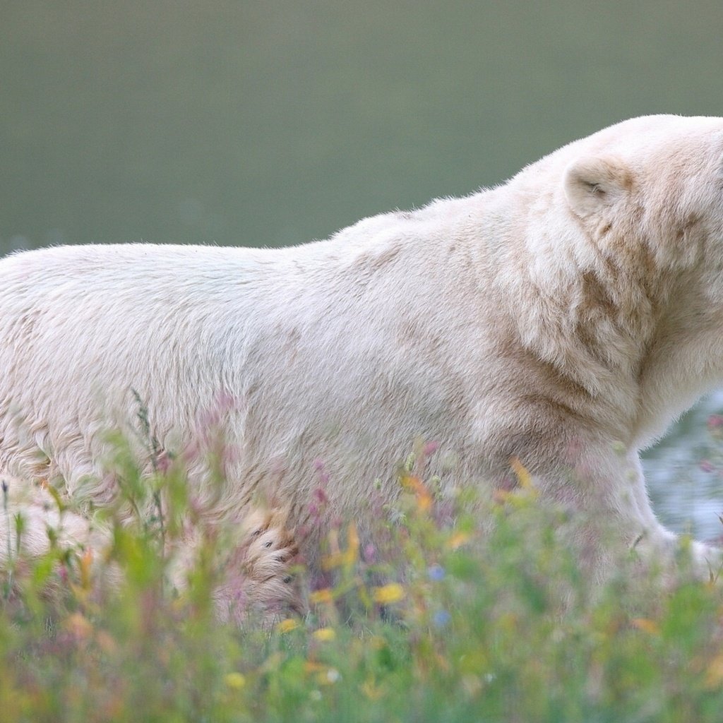 Обои цветы, трава, медведь, белый медведь, полярный, flowers, grass, bear, polar bear, polar разрешение 3840x2160 Загрузить