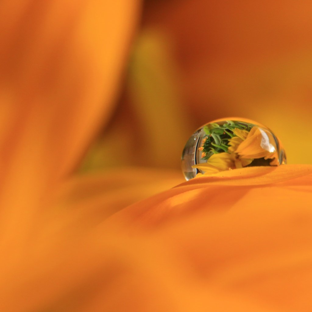 Обои макро, отражение, цветок, роса, капля, лепестки, macro, reflection, flower, rosa, drop, petals разрешение 5472x3648 Загрузить