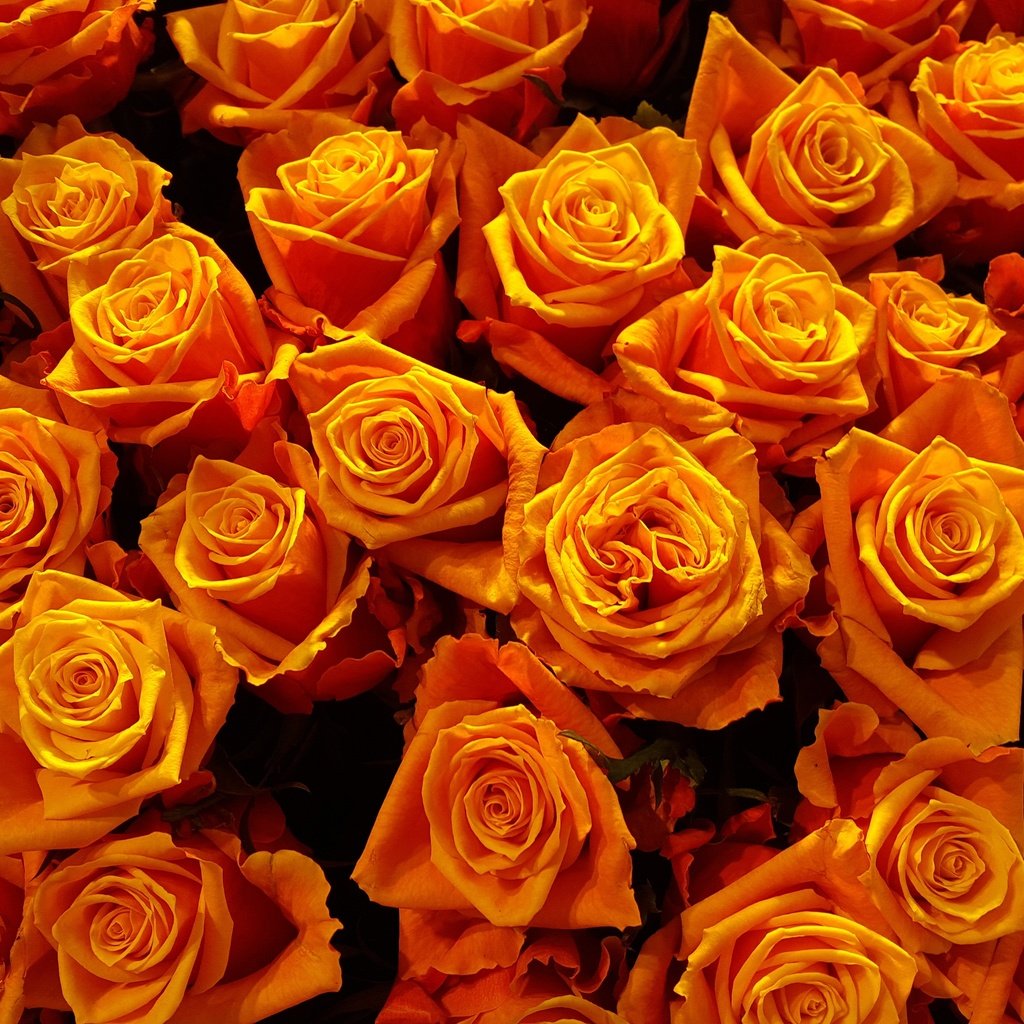 Обои цветы, бутоны, розы, лепестки, flowers, buds, roses, petals разрешение 3958x2226 Загрузить