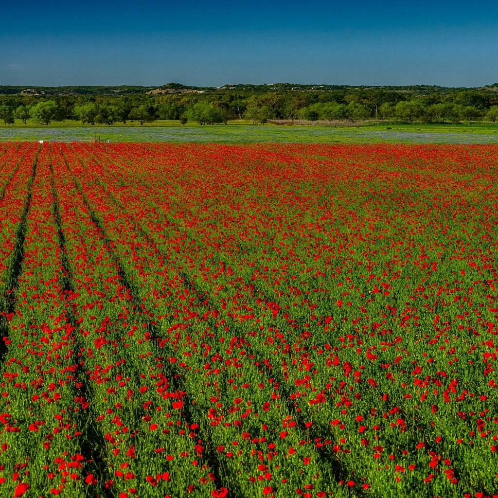 Обои небо, цветы, поле, горизонт, красные, маки, the sky, flowers, field, horizon, red, maki разрешение 2560x1707 Загрузить