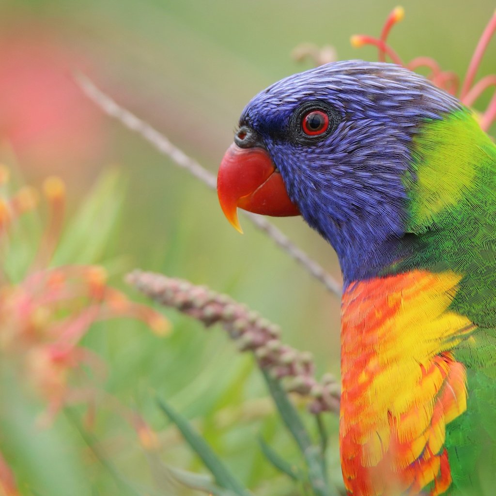 Обои цветы, природа, птица, попугай, лорикет, разноцветный лорикет, flowers, nature, bird, parrot, rainbow lorikeet, colorful rainbow lorikeet разрешение 4760x2677 Загрузить