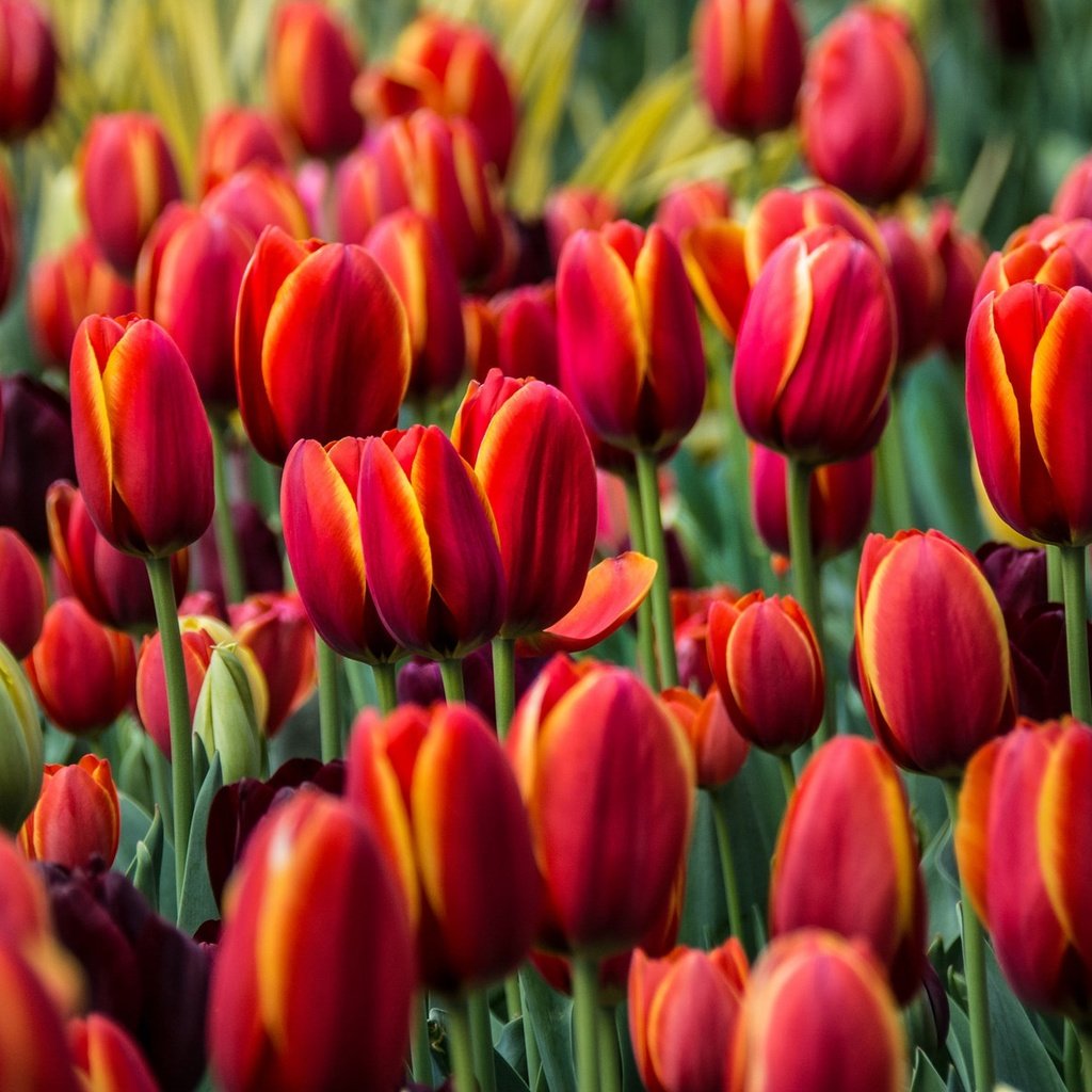 Обои цветы, бутоны, красные, тюльпаны, flowers, buds, red, tulips разрешение 2048x1177 Загрузить