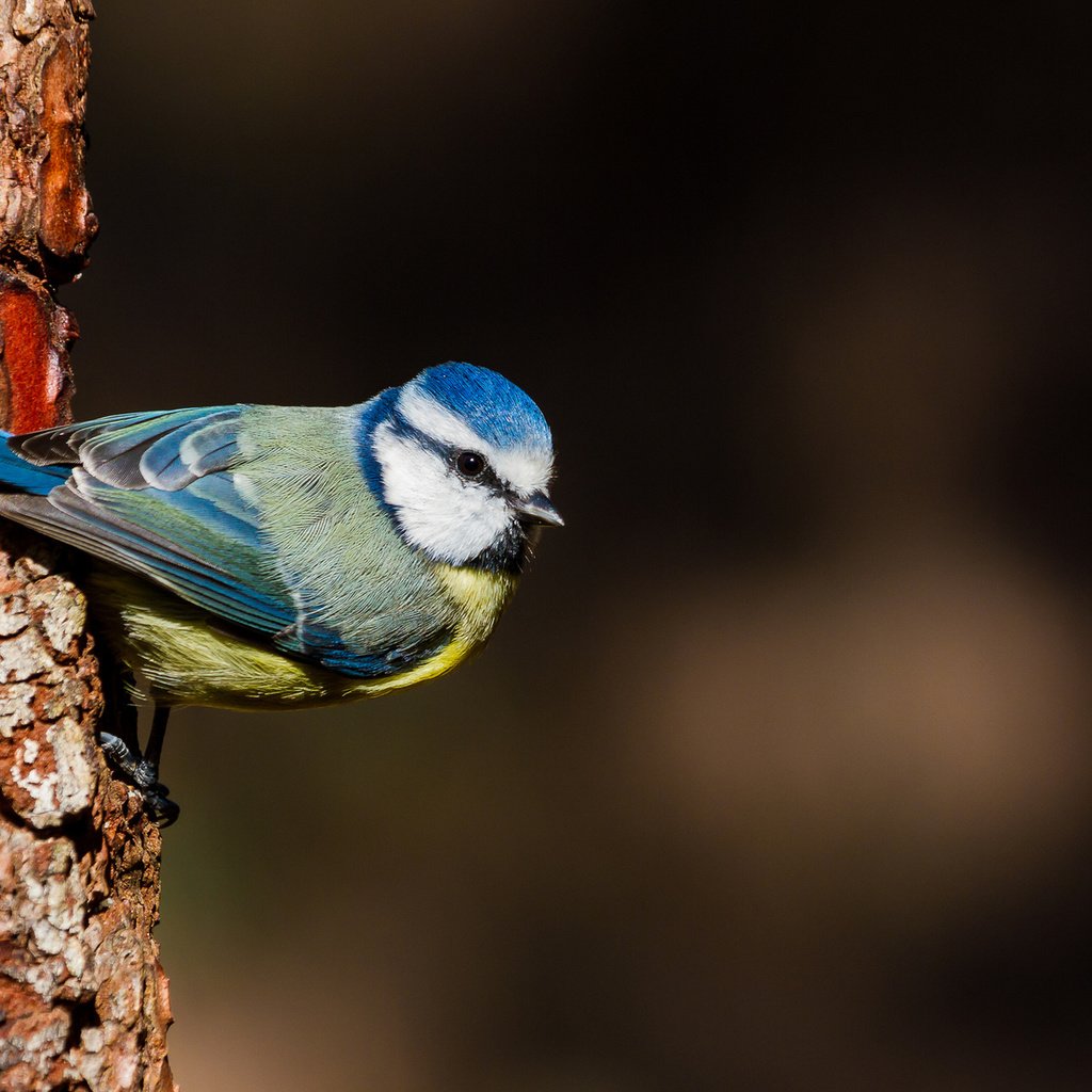 Обои дерево, птица, птичка, синица, tree, bird, tit разрешение 1920x1200 Загрузить