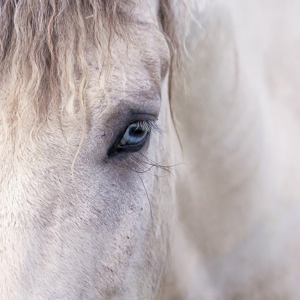 Обои лошадь, фон, глаз, конь, грива, horse, background, eyes, mane разрешение 2048x1358 Загрузить