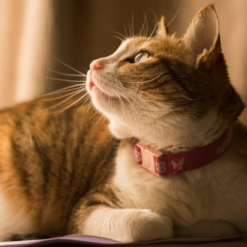 Обои фон, кот, кошка, взгляд, лежит, профиль, ошейник, рыжий, полосатый, striped, background, cat, look, lies, profile, collar, red разрешение 8256x5160 Загрузить
