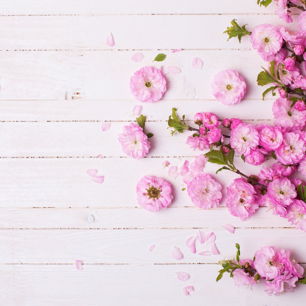 Обои фон, красива, цветком, пинк, background, beautiful, flower, pink разрешение 5472x3648 Загрузить
