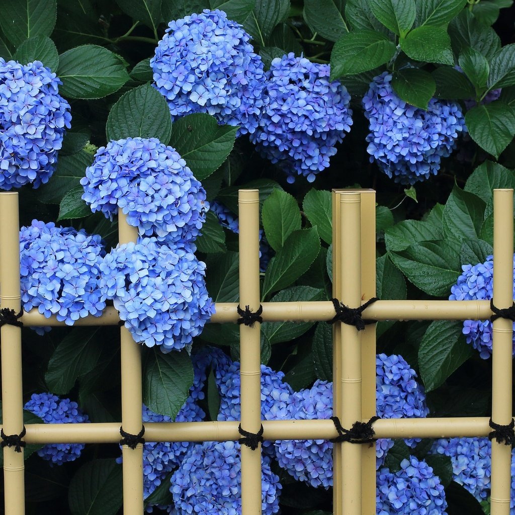 Обои цветы, листья, забор, соцветия, гортензия, flowers, leaves, the fence, inflorescence, hydrangea разрешение 2048x1338 Загрузить