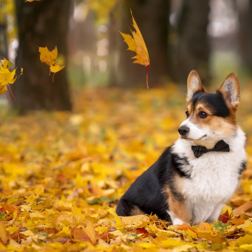 Обои листья, осень, собака, вельш-корги, корги, пемброк, leaves, autumn, dog, welsh corgi, corgi, pembroke разрешение 2880x1800 Загрузить