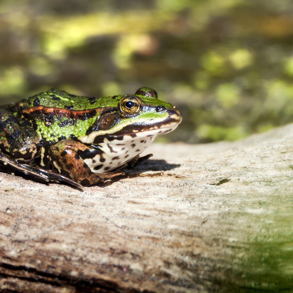 Обои лягушка, бревно, амфибия, земноводные, frog, log, amphibian, amphibians разрешение 4554x3036 Загрузить