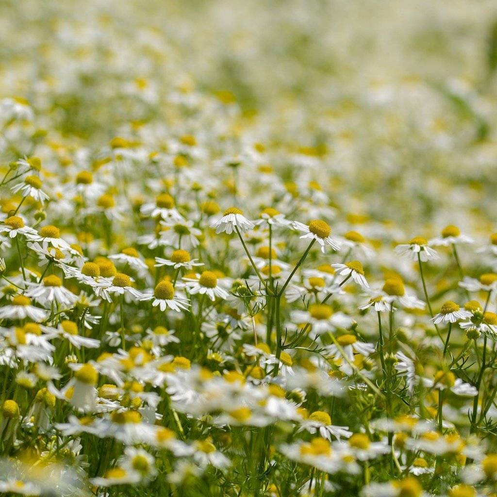 Обои цветы, лето, лепестки, луг, ромашки, белые, flowers, summer, petals, meadow, chamomile, white разрешение 2048x1327 Загрузить