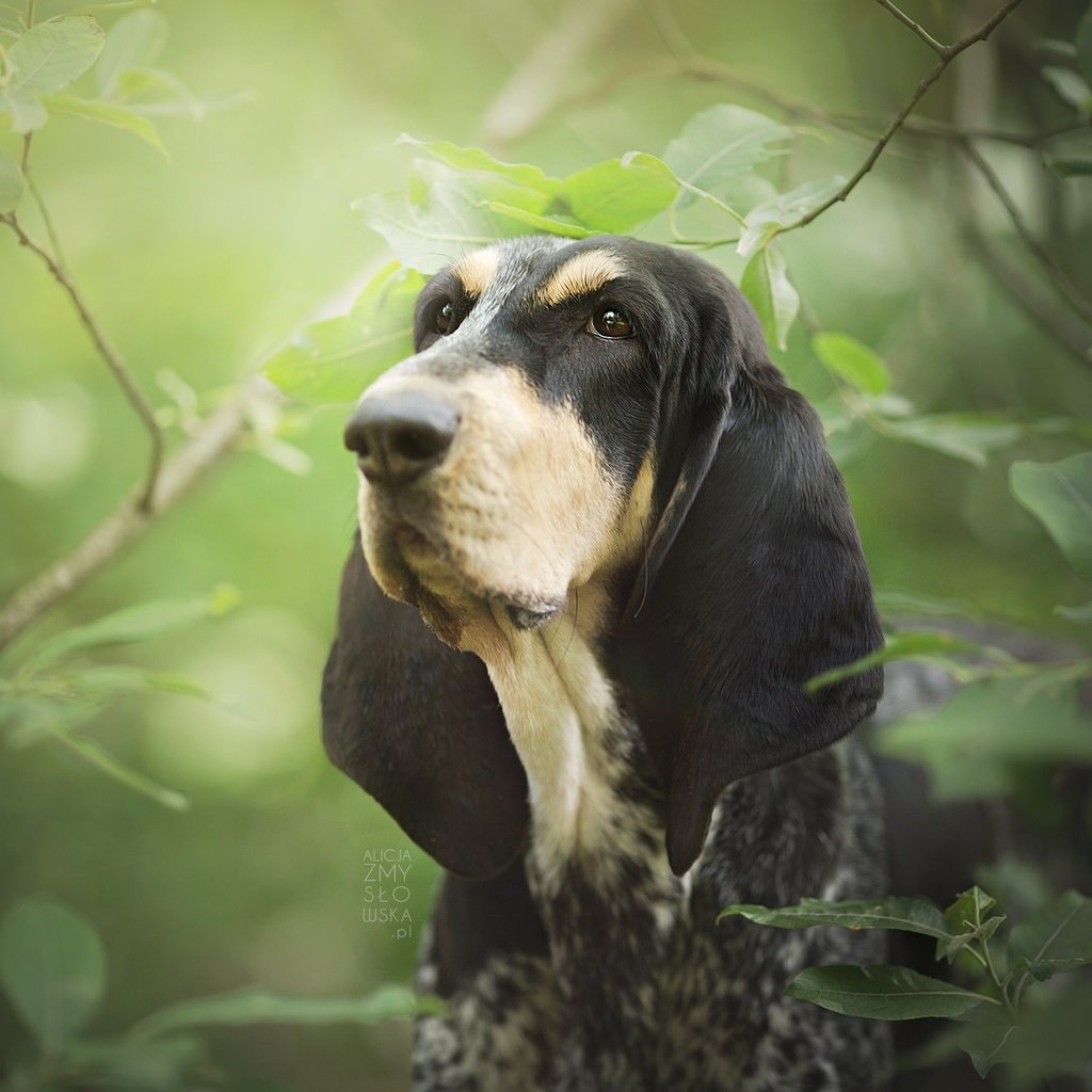 Обои морда, листья, ветки, собака, бассет, бассет-хаунд, face, leaves, branches, dog, bassett, the basset hound разрешение 2048x1365 Загрузить