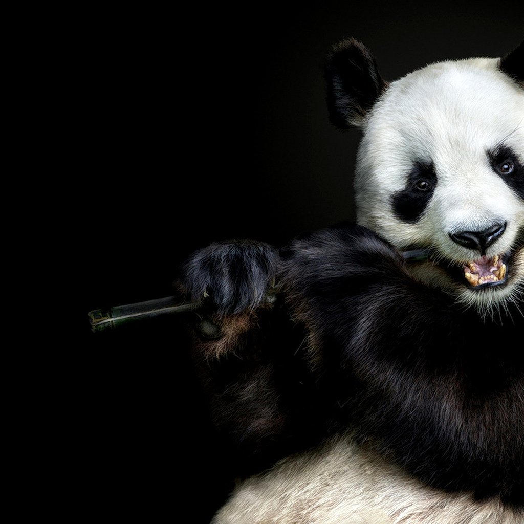 Обои морда, взгляд, панда, бамбук, черный фон, face, look, panda, bamboo, black background разрешение 1920x1080 Загрузить