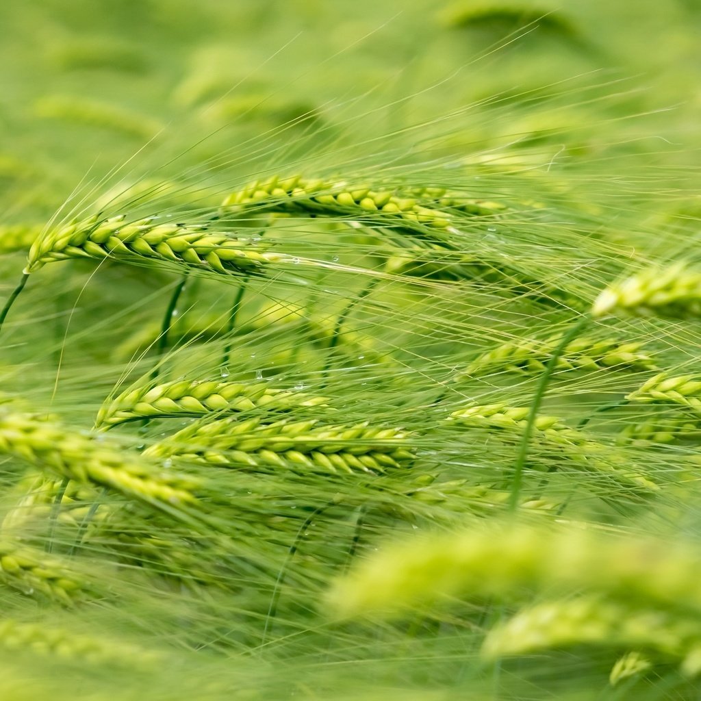 Обои природа, макро, лето, колосья, пшеница, ветер, растение, nature, macro, summer, ears, wheat, the wind, plant разрешение 2048x1365 Загрузить