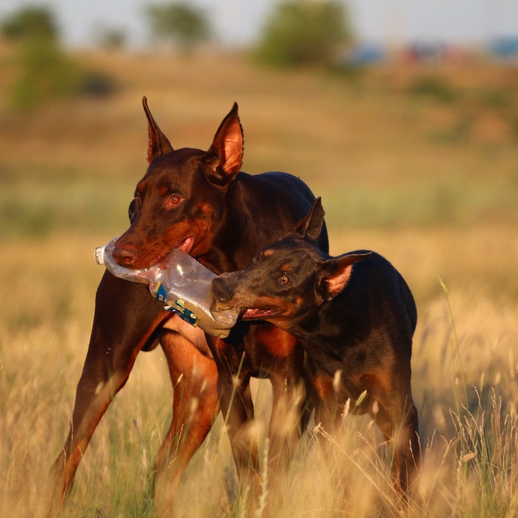 Обои прогулка, степь, две собаки, доберманы, walk, the steppe, two dogs, dobermans разрешение 1920x1280 Загрузить