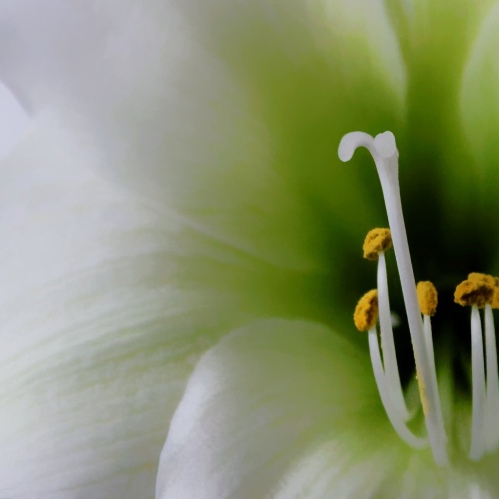 Обои цветок, лепестки, тычинки, лилия, пыльца, close up, крупным планом, flower, petals, stamens, lily, pollen, closeup разрешение 2725x1817 Загрузить