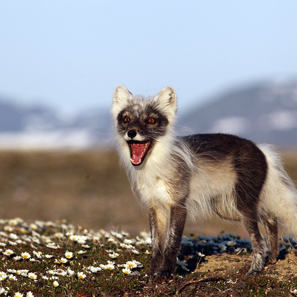 Обои природа, фон, россия, песец, полярная лисица, остров врангеля, nature, background, russia, fox, polar fox, wrangel island разрешение 1920x1080 Загрузить