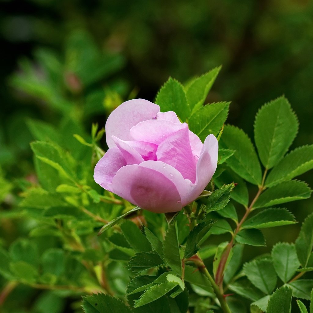 Обои листья, роза, лепестки, сад, бутон, шиповник, куст, leaves, rose, petals, garden, bud, briar, bush разрешение 4606x3071 Загрузить