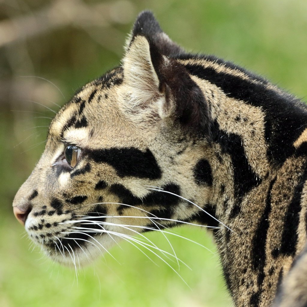 Обои морда, усы, шерсть, профиль, окрас, дымчатый леопард, face, mustache, wool, profile, color, clouded leopard разрешение 4680x3304 Загрузить