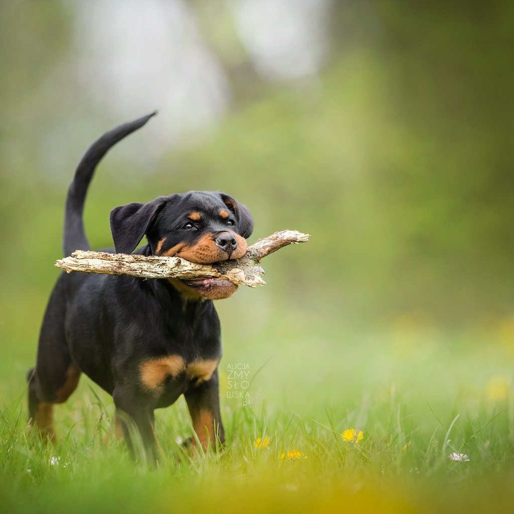 Обои собака, щенок, палка, боке, ротвейлер, dog, puppy, stick, bokeh, rottweiler разрешение 2048x1365 Загрузить