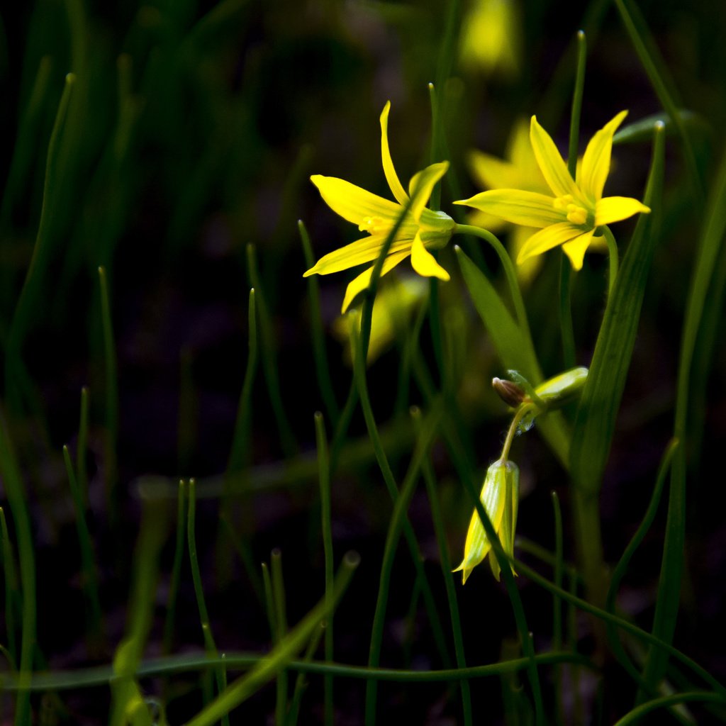 Обои трава, лепестки,  цветы, желтые цветы, гусиный лук, gagea), gagea, grass, petals, flowers, yellow flowers, goose onions разрешение 4288x2848 Загрузить