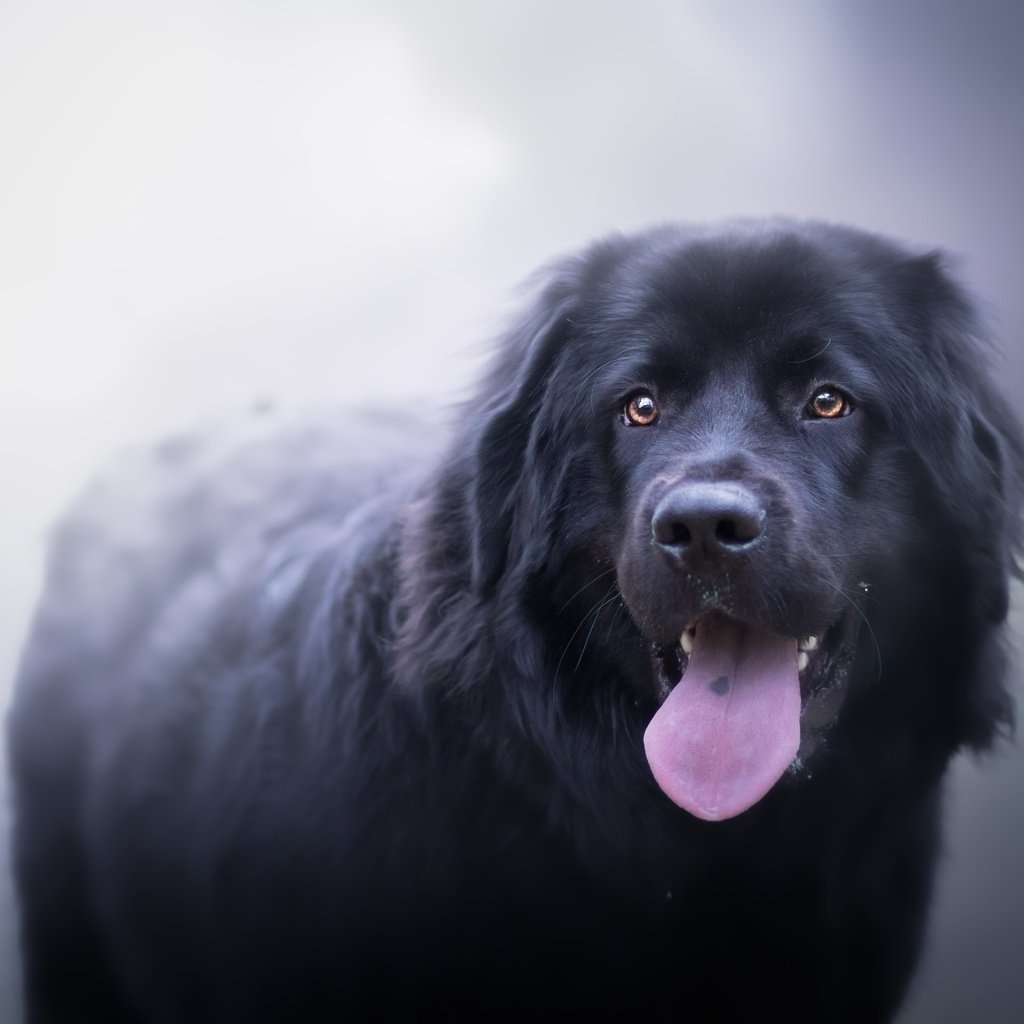 Обои туман, собака, друг, язык, ньюфаундленд, fog, dog, each, language, newfoundland разрешение 2560x1598 Загрузить