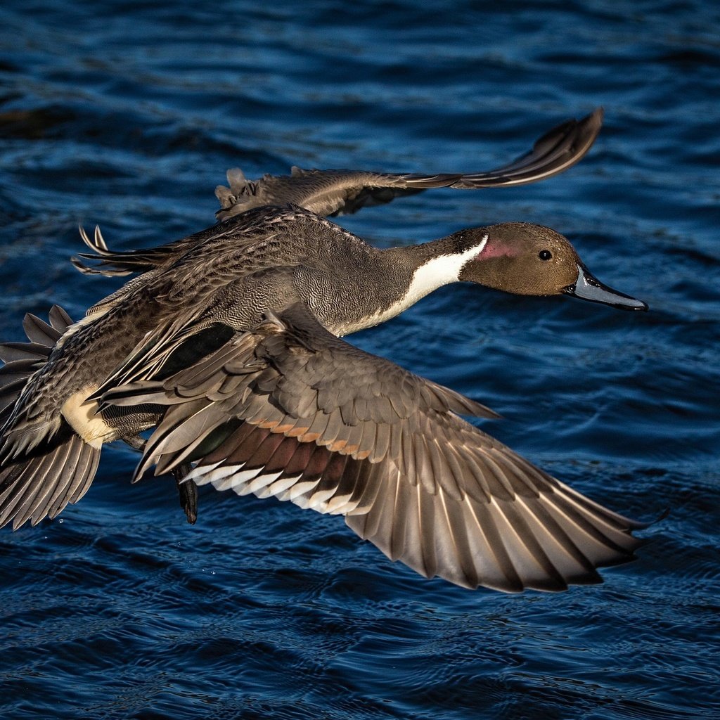 Обои вода, полет, крылья, птица, клюв, перья, утка, water, flight, wings, bird, beak, feathers, duck разрешение 2048x1302 Загрузить