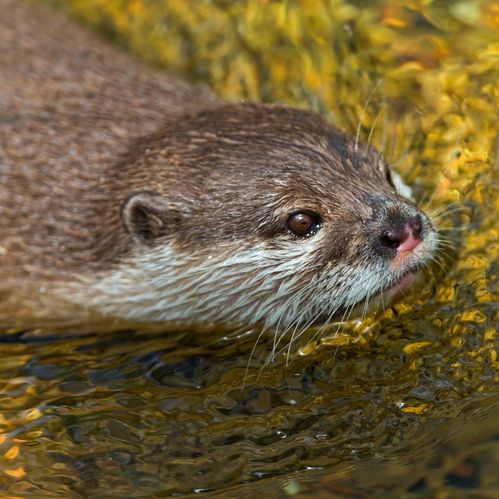 Обои вода, водоем, плывет, выдра, грызуны, water, pond, floats, otter, rodents разрешение 4519x2541 Загрузить