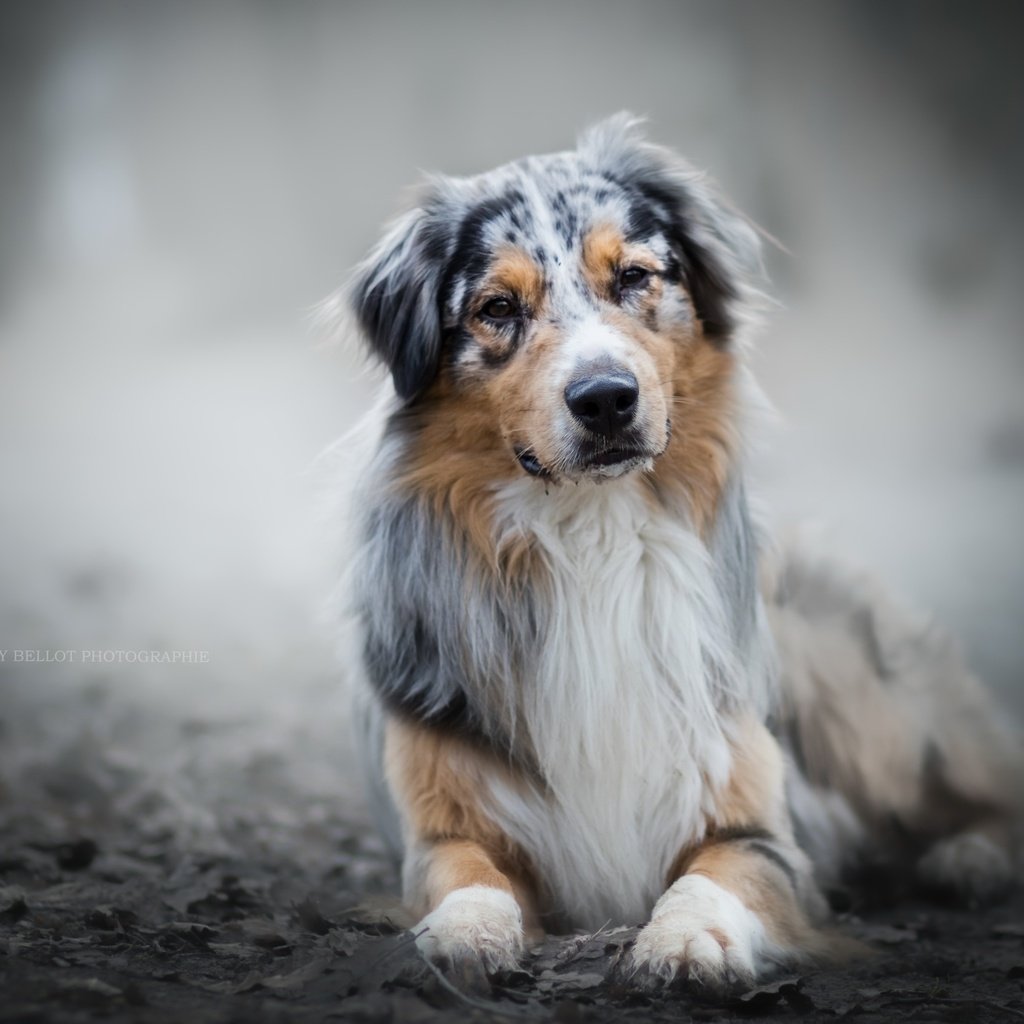 Обои мордочка, взгляд, собака, австралийская овчарка, muzzle, look, dog, australian shepherd разрешение 2560x1707 Загрузить