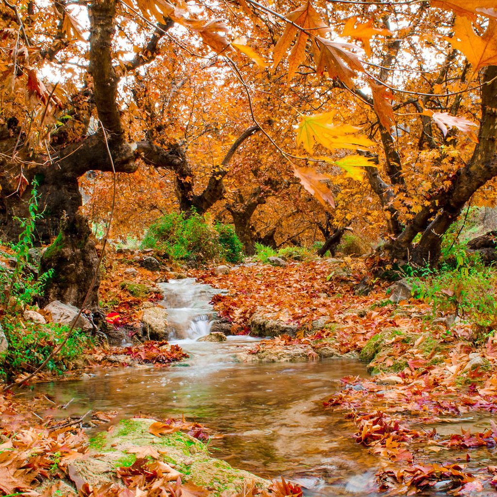 Обои деревья, природа, лес, листья, ручей, осень, trees, nature, forest, leaves, stream, autumn разрешение 1920x1200 Загрузить