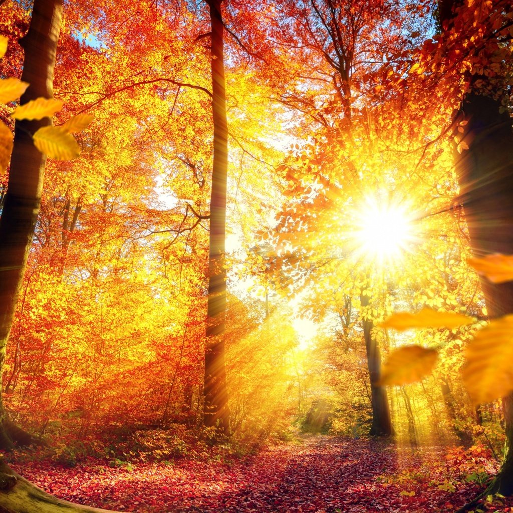 Обои деревья, солнце, природа, листья, лучи, осень, коряга, trees, the sun, nature, leaves, rays, autumn, snag разрешение 2880x1800 Загрузить