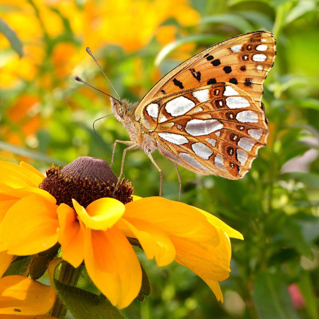 Обои цветы, насекомое, лепестки, бабочка, крылья, рудбекия, flowers, insect, petals, butterfly, wings, rudbeckia разрешение 1920x1200 Загрузить