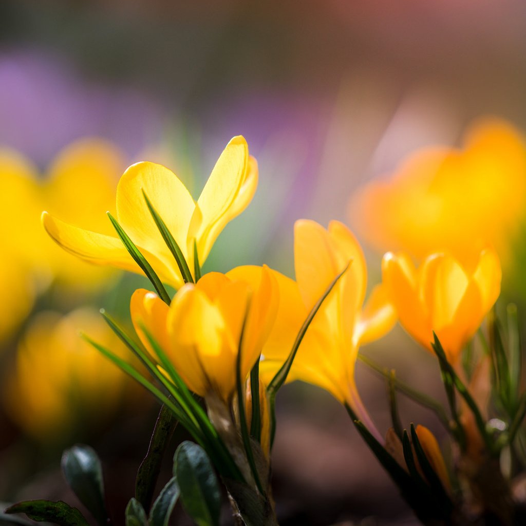 Обои цветы, лепестки, размытость, весна, желтые, крокусы, flowers, petals, blur, spring, yellow, crocuses разрешение 1920x1200 Загрузить